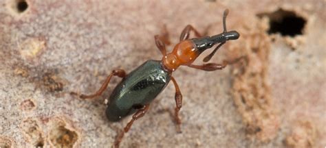 Sweetpotato weevil: Declared pest | Agriculture and Food