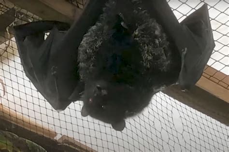 Zoo captures rare footage of a fruit bat giving birth - Jersey Evening Post