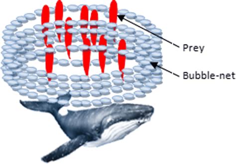 Bubble-net feeding of the humpback whales | Download Scientific Diagram