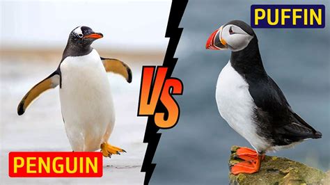 Penguin Vs Puffin - Puffin Vs Penguin | Top10 DotCom - YouTube