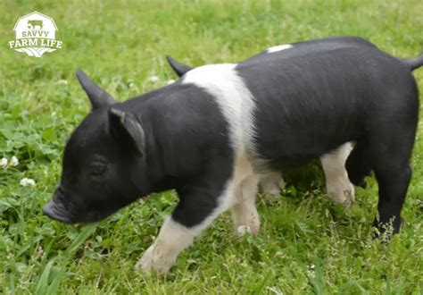 10 Most Profitable Pig Breeds For Pig Farming – Savvy Farm Life