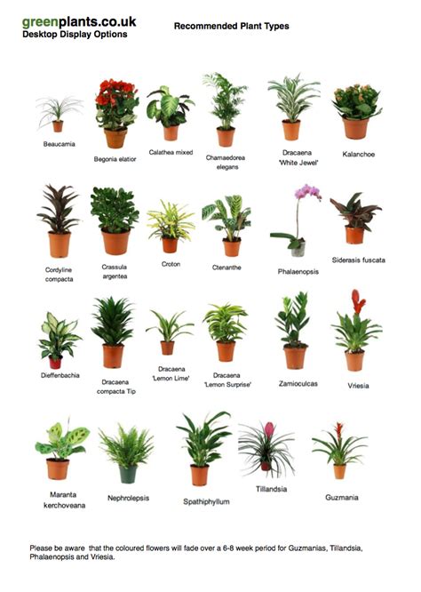 Common Desktop Small Office Plants — greenplants.co.uk | Best office ...