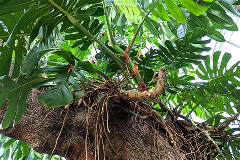 What do you do with aerial roots on Monstera ? - Prickly Plant - Your ...