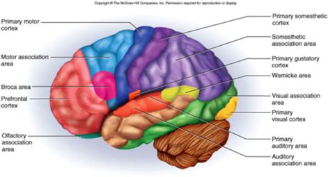 Parts Of The Brain Auditory Cortex - Human Anatomy