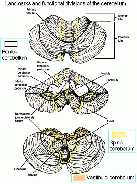 Cerebellum