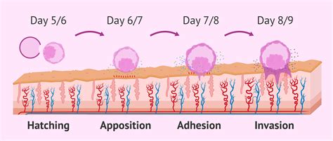 Stages of embryo implantation