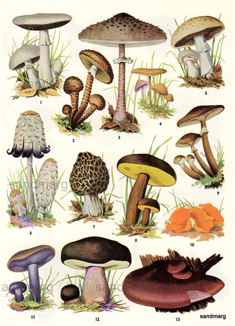 Wild Mushroom Identification Chart