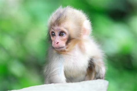 🔥 [70+] Baby Monkey Wallpapers | WallpaperSafari