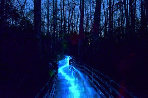 Night Walks at Corkscrew Swamp Sanctuary | Audubon Corkscrew Swamp ...