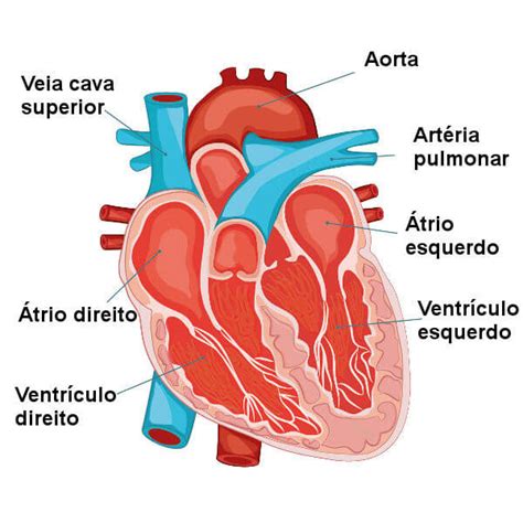 Sistema cardiovascular: anatomia, função, órgãos, resumo