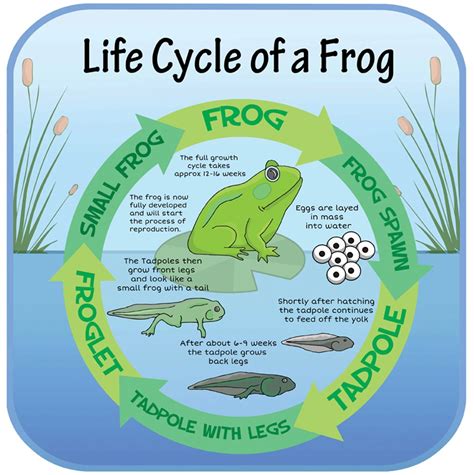 Life Cycles - Frog | Inspirational Group