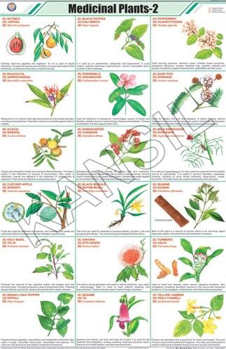 Medicinal Plants-ii Chart Dimensions: 58 A 90 Centimeter (cm) at Best ...