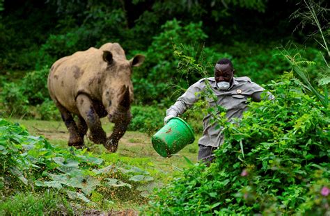 "Steven Busulwa an animal keeper runs away from a charging rhino at the ...