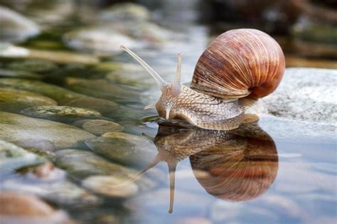 20 Amazing Macro Photographs of Snails - Design Swan