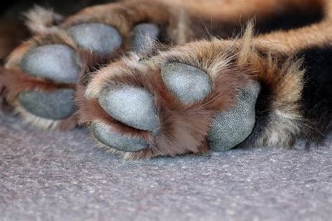 Dog Paw Yeast Infections: Symptoms, Treatment, and Prevention - Dr ...