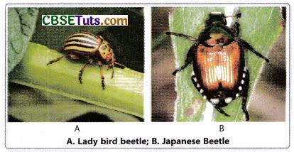 Biological Control Agents and Examples - What are the Different Types ...