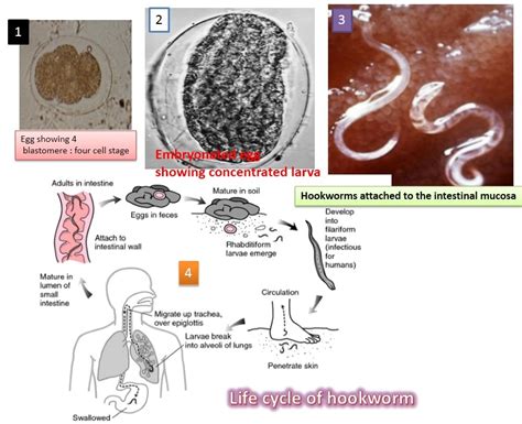 Hookworm: Introduction, Morphology, life cycle, mode of infection