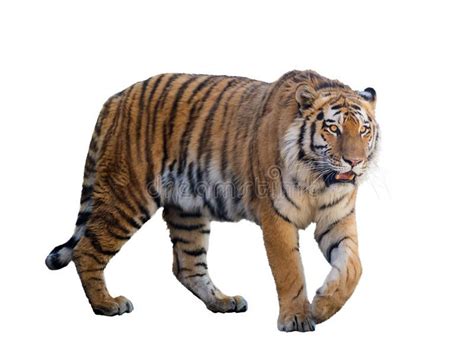 Large tiger isolated on white. Background , #Sponsored, #tiger, #Large ...