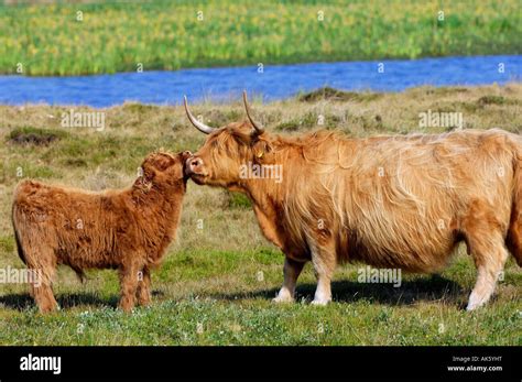 Scottish Highland Cattle Stock Photo - Alamy