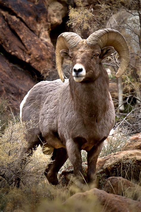 Mountain Animals With Big Horns