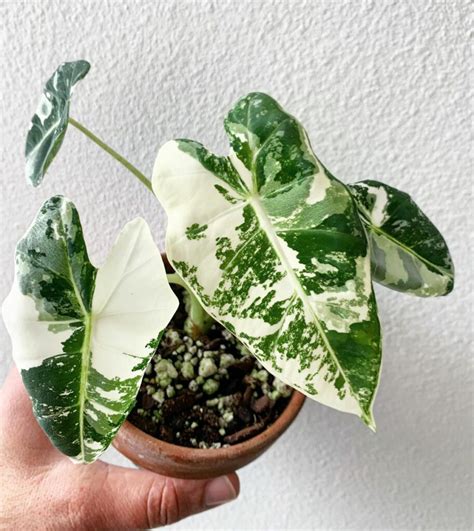 Alocasia Frydek Variegated: A Full Care & History Guide