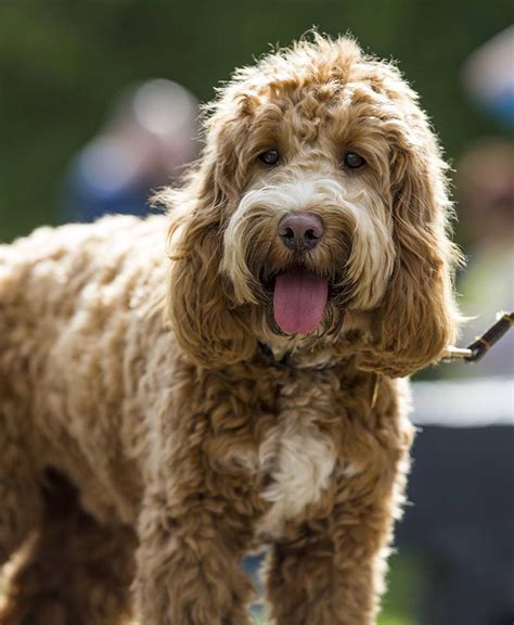 Cockapoo | Cocker spaniel poodle, Cocker poodle, Cocker spaniel poodle mix