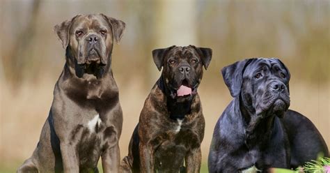 Cane Corso Color Chart: A Guide to the Breed's Striking Hues