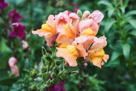 How to Grow and Care for Snapdragon Flowers: A Step-By-Step ...