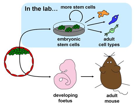 Embryonic Stem Cells: Where do they come from and what can they do?