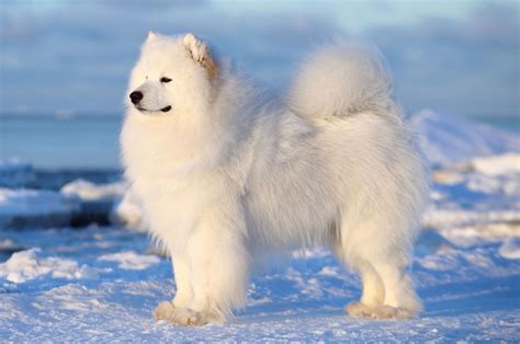 Samoyed | Breed, Care, Upkeep, Temperament, Images, & Facts | Britannica