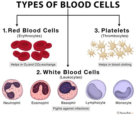 Blood Cells Types Structure And Functions Of Blood Cells | Images and ...