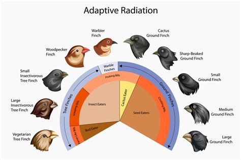 Divergent Evolution Diagram