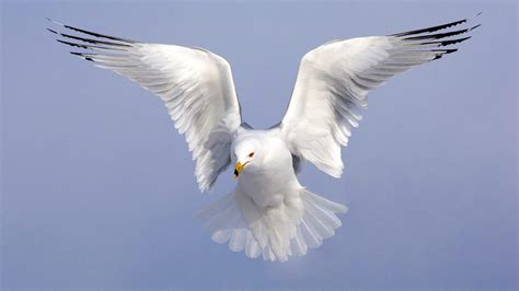 How to Photograph Birds in Flight | All About Birds