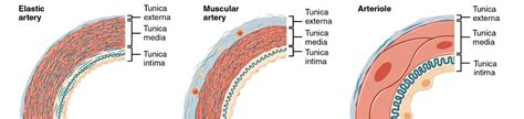 Arteries: Histology | Concise Medical Knowledge