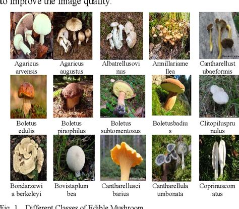 Figure 1 from A Deep Learning-Based Approach for Edible, Inedible and ...