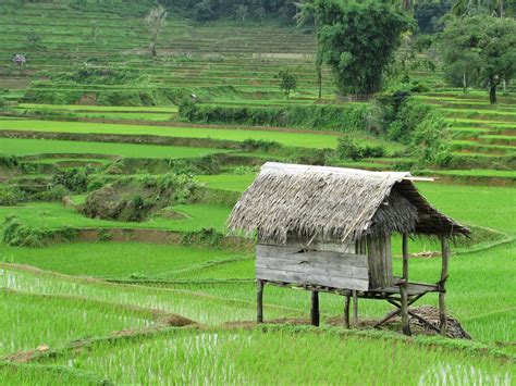 Gambar Pemandangan Sawah Indah Foto Gambar Alam di Rebanas - Rebanas