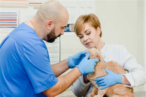 Cat treatment in clinic stock image. Image of care, hospital - 147519743