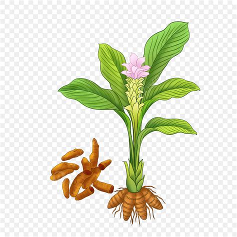 Chinese Herbal Medicine PNG Picture, Chinese Herbal Medicine Turmeric ...