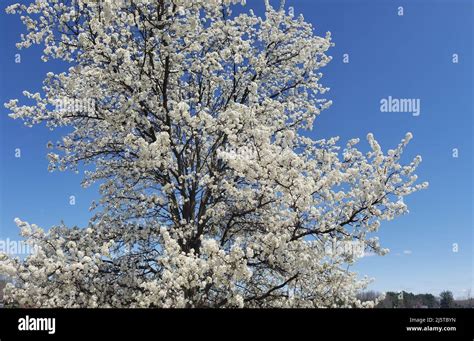 White flowering crabapple tree against a blue sky Stock Photo - Alamy