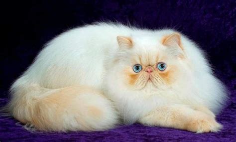 The Persian Cat Is A Good Breed Of Cats