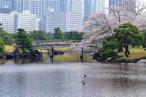 Hamarikyu Gardens Cherry Blossom Guide