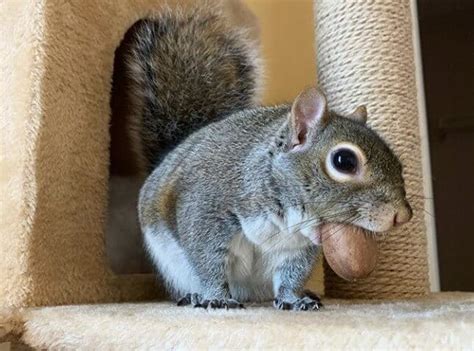 300+ Squirrel Names (Cute, Funny, & Famous Disney Nicknames)