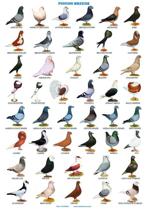 A4 Posters. Pigeons 44 Breeds Homers Tumblers Tipplers Etc - Etsy UK ...