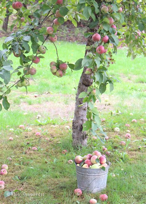 Apple Season ….. picking, baking, canning and decorating - White Gunpowder