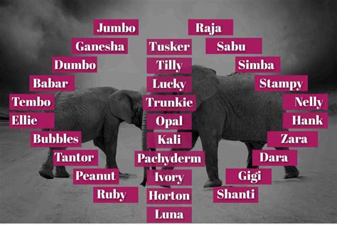 200 Good Elephant Names: Perfect Name Your Pet Elephant