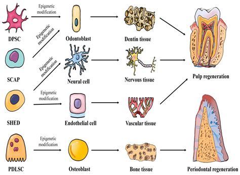 Epigenetic regulation of dental-derived stem cells and their ...