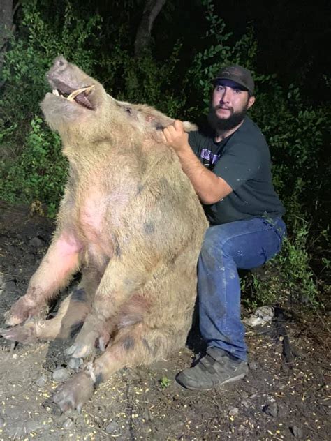 Huge wild hog captured on golf course