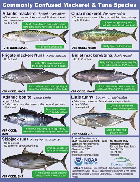 MACKEREL/TUNA GUIDE FROM NOAA FISHERIES - The Fisherman