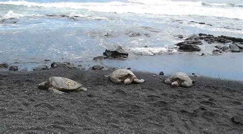 Animals - Hawai'i Volcanoes National Park (U.S. National Park Service)