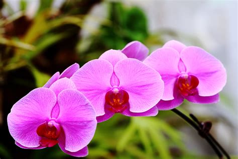 Orchid | IMG_7597 | Yoshihiro Ogawa | Flickr